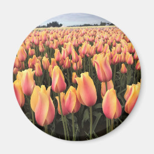 Imán Campo de tulipanes amarillos y rosados, Oregón