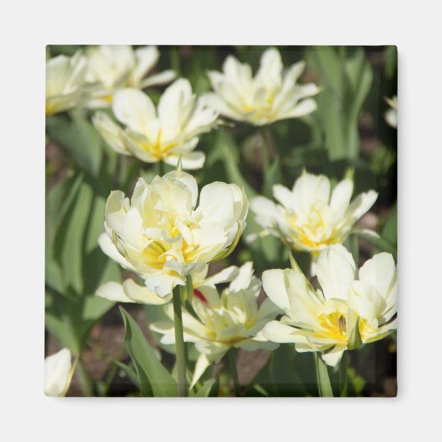 Imán Campo de tulipanes blancos Foto (Frente)