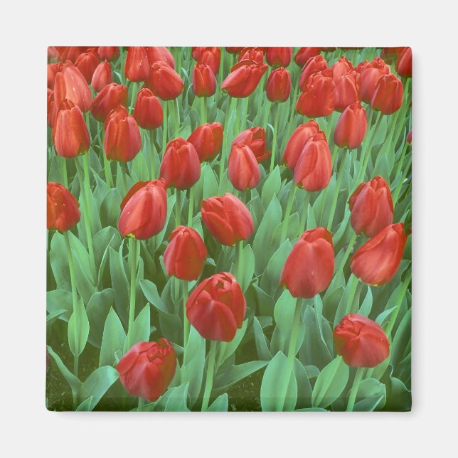 Imán Campo de tulipanes florece en primavera. (Frente)