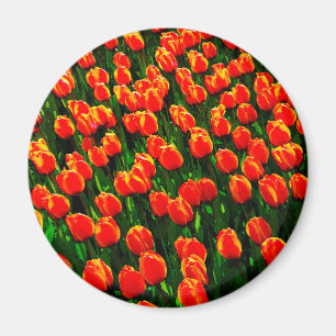Imán Campo de tulipanes Naranjas brillantes - Arte acua