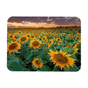 Imán Campo del girasol en Longmont, Colorado