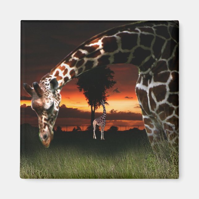 Imán Campo escolar africano (Frente)