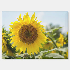 Imán - Campo Hermoso de Girasoles