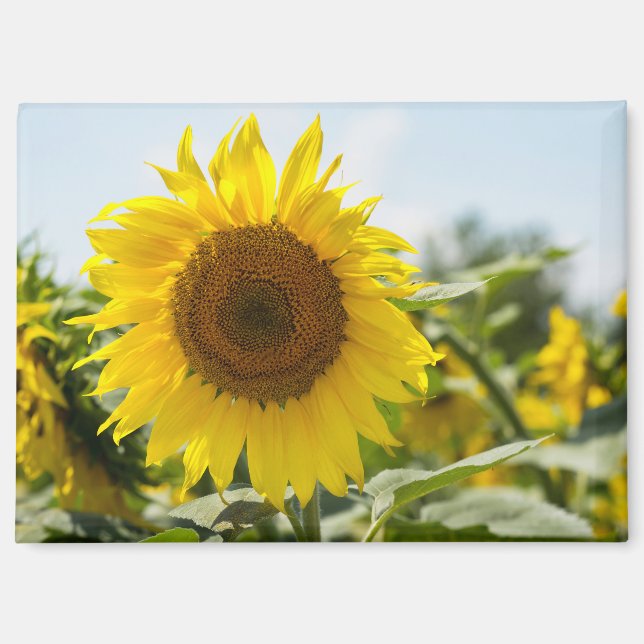Imán - Campo Hermoso de Girasoles (Anverso)