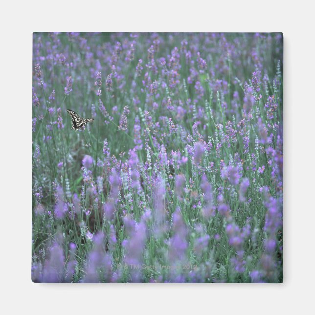 Imán Campo Lavender (Frente)