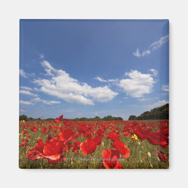 Imán Campo lleno de flores rojas (Frente)