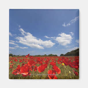 Imán Campo por completo de flores rojas