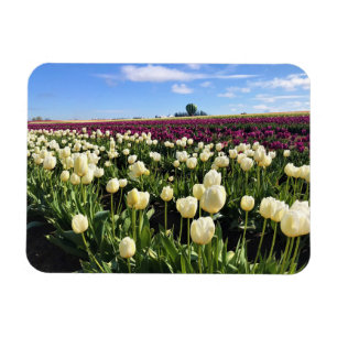 Imán Campo tulipán blanco y morado con globo de aire ca