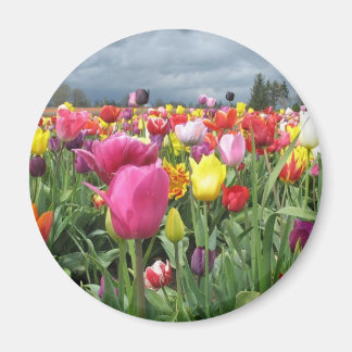 Imán Campo Tulips