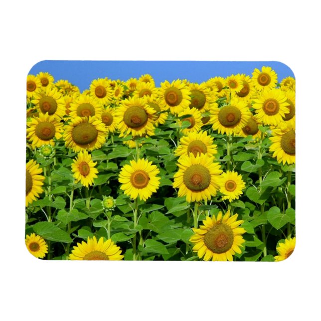 Imán Campos de girasol (Horizontal)