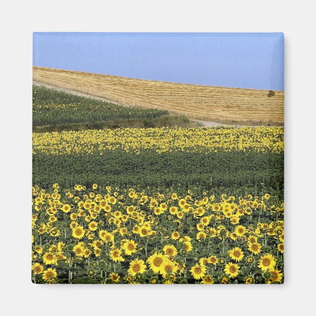 Imán Campos de girasol, Toscana, Italia (Frente)