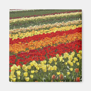 Imán Campos de Tulipanes, cerca de Tapanui, West Otago,