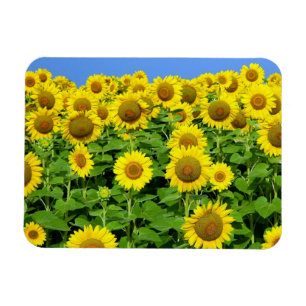 Imán Campos del girasol
