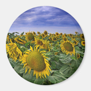 Imán Campos del girasol de California