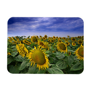 Imán Campos del girasol de California