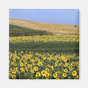 Imán Campos del girasol, Toscana, Italia
