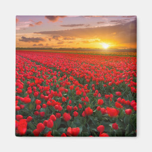 Imán Campos del tulipán en la puesta del sol en los