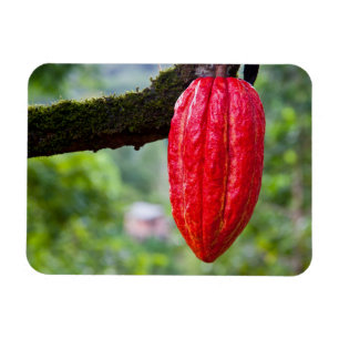 Imán caña de cacao