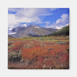 Imán Canadá, Alberta, Banff NP. Arándanos en flor
