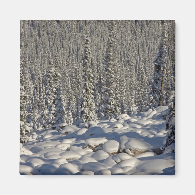 Imán Canadá, Alberta, Parque Nacional Jasper. (Frente)