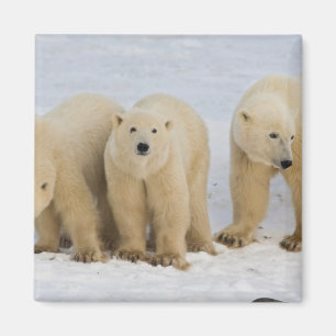 Imán Canadá, Bahía Hudson. Madre de oso polar con dos