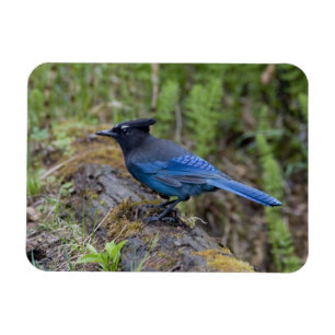Imán Canadá: British Columbia, Yoho NP, Stellar jay,