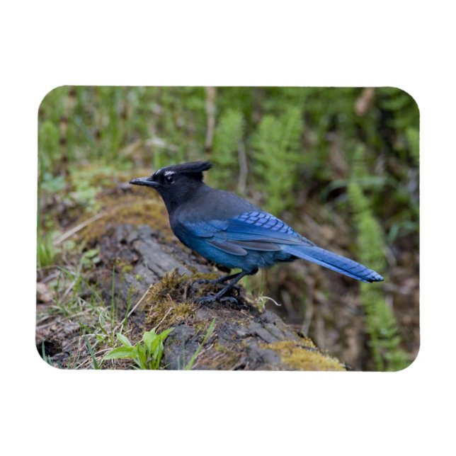Imán Canadá: British Columbia, Yoho NP, Stellar jay, (Horizontal)