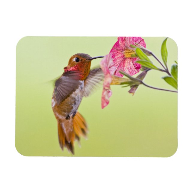 Imán Canadá, Columbia Británica, Colibrí Rufo (Horizontal)