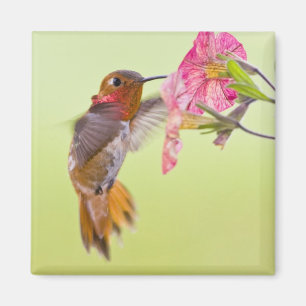 Imán Canadá, Columbia Británica, Colibrí Rufo