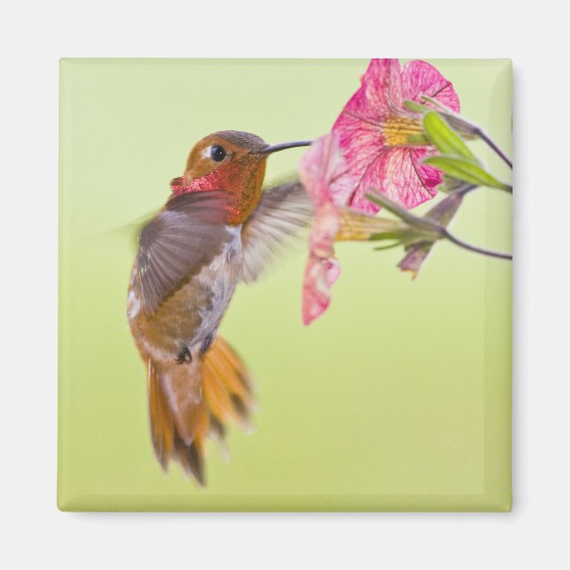 Imán Canadá, Columbia Británica, Colibrí Rufo (Frente)