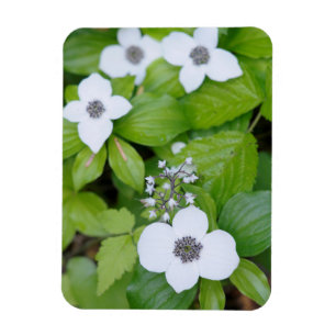 Imán Canadá, Columbia Británica. Dogwood enana