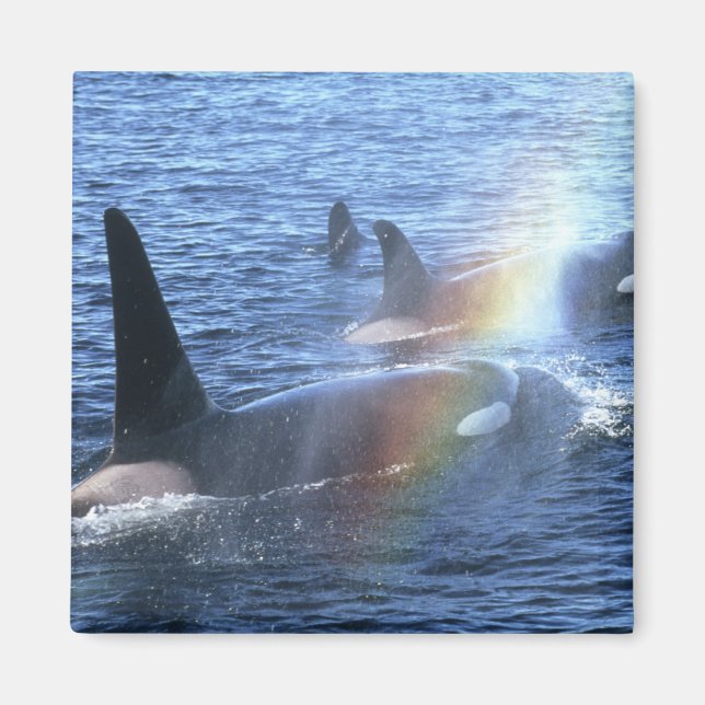 Imán Canadá, Columbia Británica, Johnstone Straight (Frente)