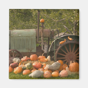 Imán CANADÁ, Columbia Británica, Keremeos. Otoño / 2