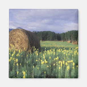 Imán Canadá, Columbia Británica, Kitwanga. Amarillo