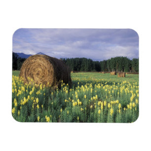 Imán Canadá, Columbia Británica, Kitwanga. Amarillo