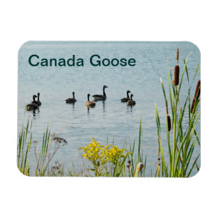 Imán Canadá Geese Y Cattails