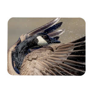 Imán Canada Goose