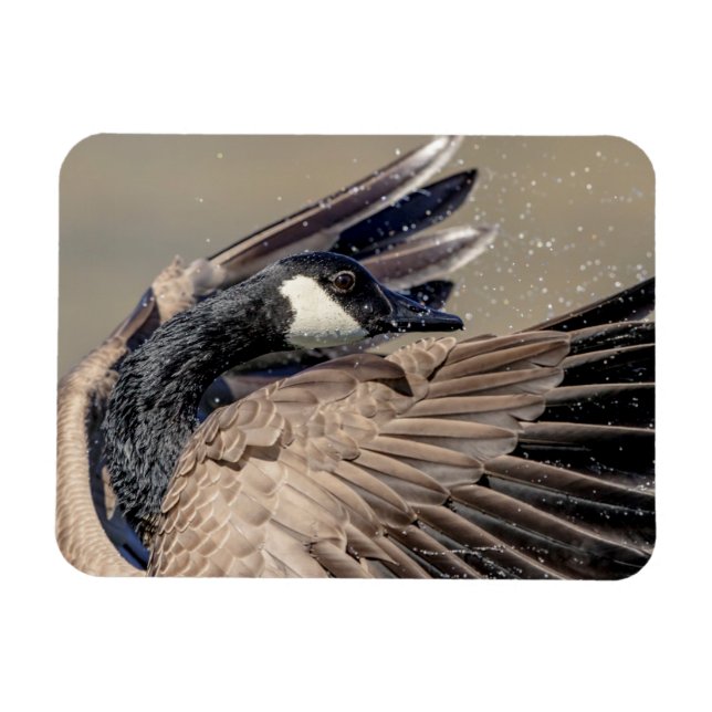 Imán Canada Goose (Horizontal)