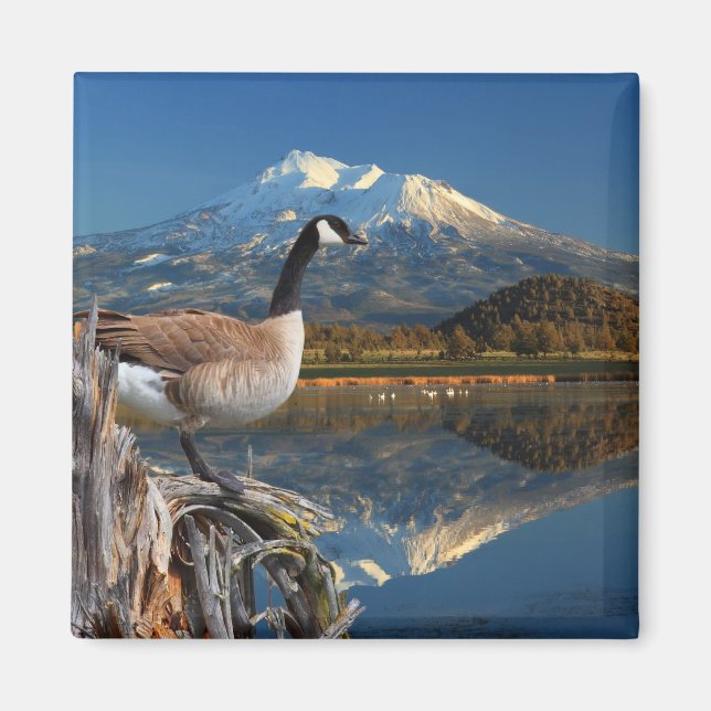 IMÁN CANADÁ GOOSE EN EL LAGO (Frente)
