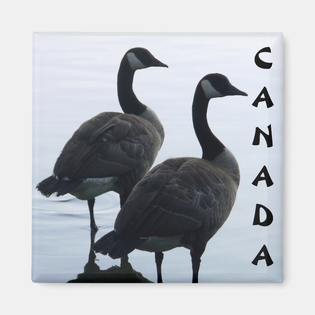 Imán Canadá Goose Magnet Canada Souvenir Fridge Magnets (Frente)