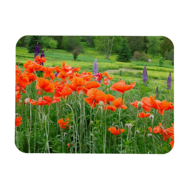 Imán Canadá, Nueva Brunswick, . Apaisado (Horizontal)