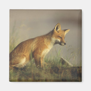 Imán Canadá, Quebec. Cachorro de zorro rojo al amanecer