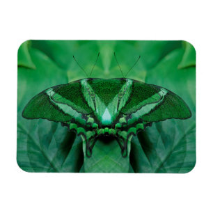 Imán Canadá, Victoria, Jardines de Mariposas Victoria