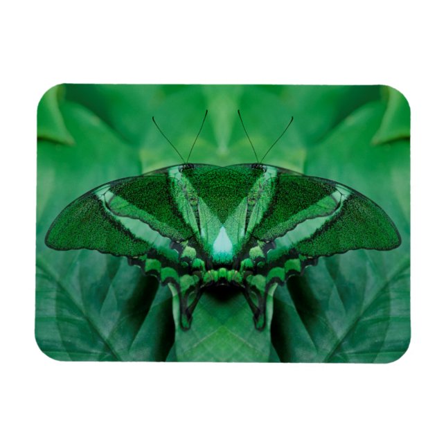 Imán Canadá, Victoria, Victoria Butterfly Gardens (Horizontal)