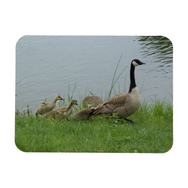 Imán Canadian Geese Family Flexible Magnet (Horizontal)
