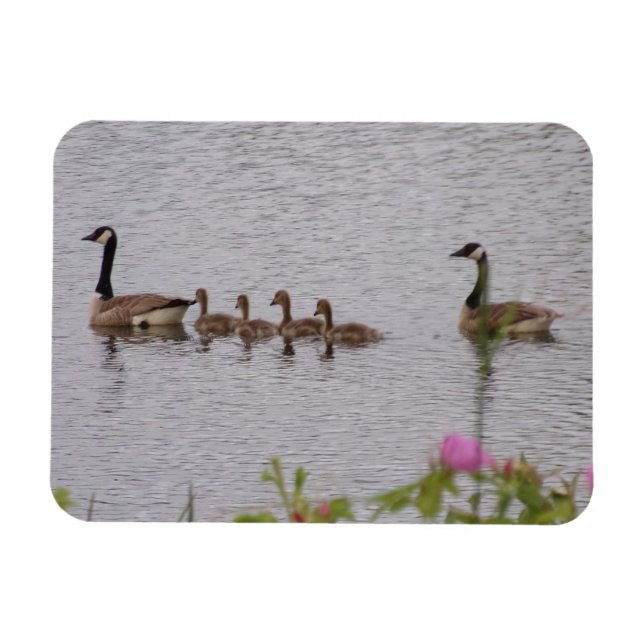 Imán Canadian Geese Family n Flowers Flexible Magnet (Horizontal)