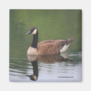 Imán canadiense de la foto de la naturaleza de la