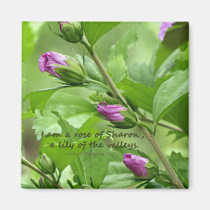 Imán Canción de Salomón 2:1