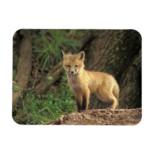 Imán Canción de zorro rojo frente al den (Vulpes vulpes (Horizontal)