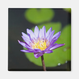 Imán Cancún, México